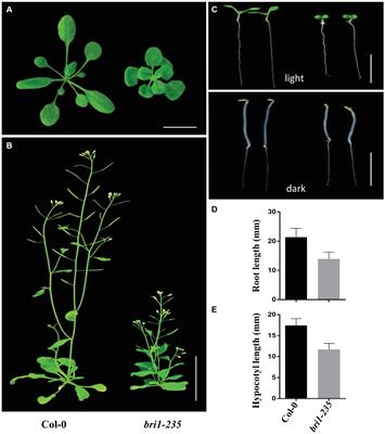 Less Conserved LRRs Is Important for BRI1 Folding